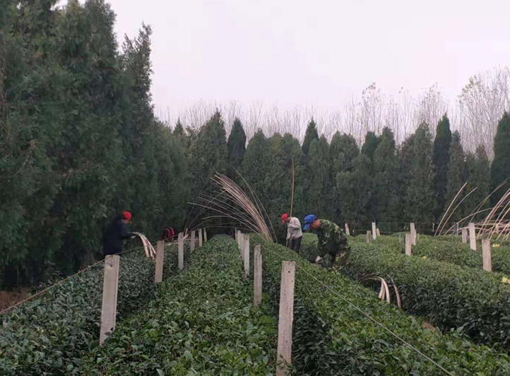 天气渐冷,瀚林春越冬防护正当时